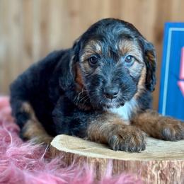 Polar Bear - Black phantom male Aussiedoodle puppy in Lancaster, Minnesota from Finney Ranch