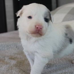 Border Collies from I&A Border Collies