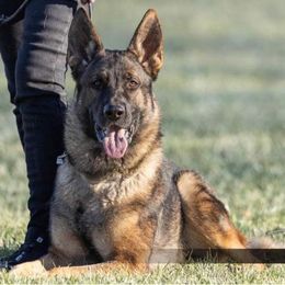 German Shepherds from K9 Academy