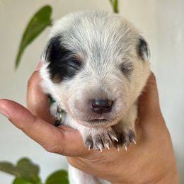 Georgie AKC - Blue speckled male Australian Cattle Dog puppy in Sahuarita, Arizona from A2 Australian Cattle Dogs