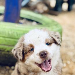 Sequoia - Red merle male Miniature Australian Shepherd puppy in Hempstead, Texas from Young Gun Aussies