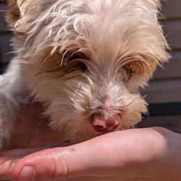Chase AKC - Parti male Yorkshire Terrier puppy in Elizabethtown, Kentucky from Teeny Tiny Puppy Tails