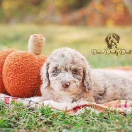 Caffe - Red merle female Aussiedoodle puppy in Roebuck, South Carolina from Dani's Dandy Doodles
