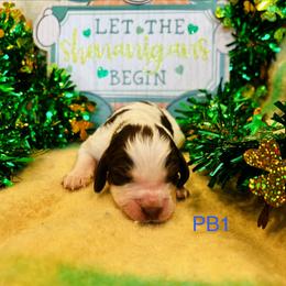 PB1 - Tri-Roan male English Springer Spaniel puppy in Britton, South Dakota from K&S Canines