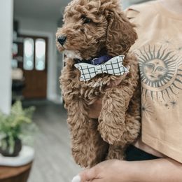 Bernedoodle, Goldendoodle, and Sheepadoodle Puppies from High Desert Doodles