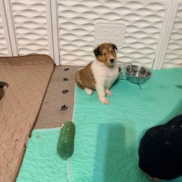 Blue, Green, Yellow, Gray, Red, Light Green, White - Sable and white male Collie puppy in Newburgh, New York from Eye Spy