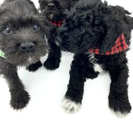 Schnoodle puppies from Isla Skye Puppies