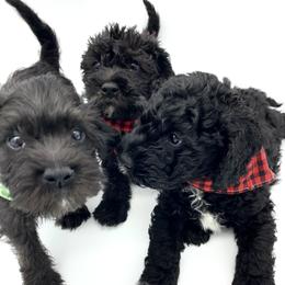 Schnoodle puppies from Isla Skye Puppies