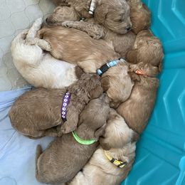 Goldendoodle Puppies from Angel’s Goldendoodle Pups