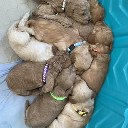 Goldendoodle Puppies from Angel’s Goldendoodle Pups