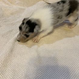 Collie Puppies from ColliesOklahoma