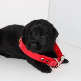 Viper - Black male Labrador Retriever puppy in Morrilton, Arkansas from Ancient Dogges Performance Dogs