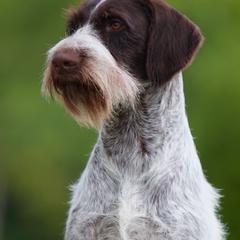 Chase - German Wirehaired Pointer