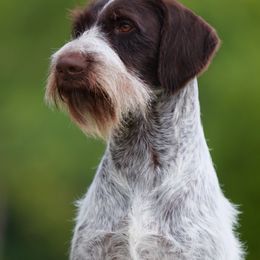 Chase - German Wirehaired Pointer