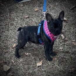 Girl 4 - Brindle female French Bulldog puppy in Florida from Lyons Pride Pups