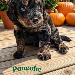 Pancake - Sable male Aussiedoodle puppy in Ellenburg Center, New York from Kristin's Puppies