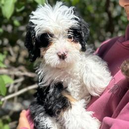 Funyun - Tri-color male Bernedoodle puppy in Northglenn, Colorado from Colorado Bernedoodle Babies