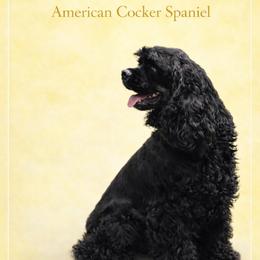 Bernedette - Cocker Spaniel