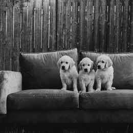 Golden Retriever Puppies from Rosemary Goldens