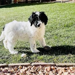 Australian Labradoodle Puppies from Lokal Labradoodles
