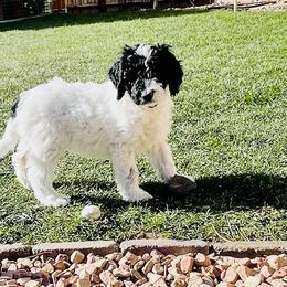Australian Labradoodle Puppies from Lokal Labradoodles