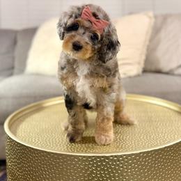 Girl 3 - Merle female Bernedoodle puppy in Salt Lake County, Utah from Coco Avenue Pups