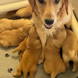 Golden Retriever Puppies from Elevation Retrievers
