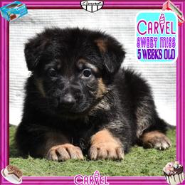 CARVEL promises to have it all - Black and red female German Shepherd puppy in Murrieta, California from Diamond Oaks German Shepherds