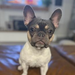 Dutch - French Bulldog
