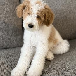 Goldendoodle puppies from Highland Grove Doodles, LLC