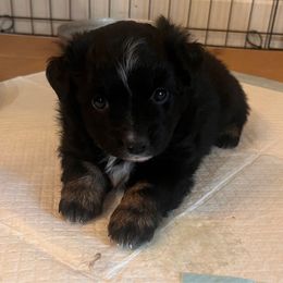 Black Tri female 3 - Black tri female Miniature Australian Shepherd puppy in Denair, California from CenCal Mini Aussies