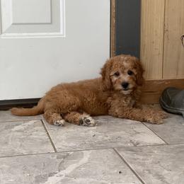 Sprite - Apricot male Goldendoodle puppy in Sugarcreek, Ohio from True Hearted Doodles