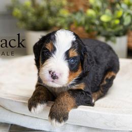 Black - Tri-color male Bernedoodle puppy in Alpharetta, Georgia from Doodles of Buckhead