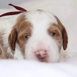 Charlie - Parti male Goldendoodle puppy in Stratford, New Jersey from Meadow Lark Doodles