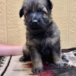 K2 - Sand girl - Sable female German Shepherd puppy in Oakley, California from Von Guadachi German Shepherds & Audacity Border Collies