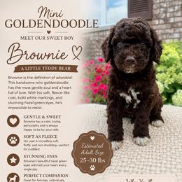 Brownie - Chocolate male Goldendoodle puppy in Ottawa, Ohio from Simply Beautiful Goldendoodles