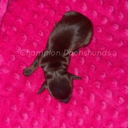 Honey - Chocolate female Dachshund puppy in Liberty Hill, Texas from Champion Dachshunds