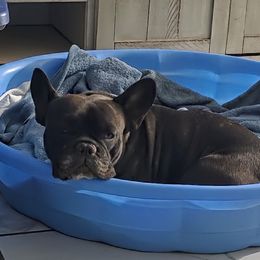 Gohan - French Bulldog