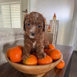 Ms Pink - Red female Cavapoo puppy in Nampa,, Idaho from Clig Doodle Days