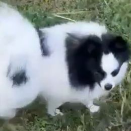 Legend - Pomeranian