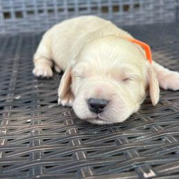 Sunny - Cream male Dachshund puppy in Hawley, Texas from Little e Dachshunds