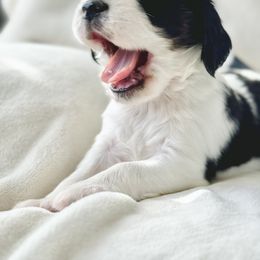 English Springer Spaniel Puppies from The Spaniel Garden