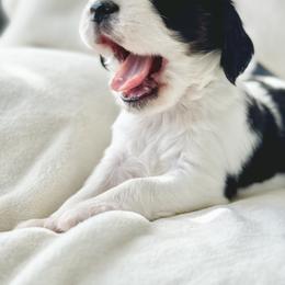 English Springer Spaniel Puppies from The Spaniel Garden