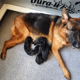 Girl 3 - Black and red German Shepherd puppy in Clifton, Virginia from Von Haus Wisen Baker German Shepherds