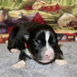 Newt - Black tri male Miniature Australian Shepherd puppy in Ronan, Montana from Dirt Road Aussie’s of Montana