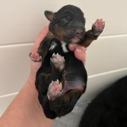 Red boy - Black and tan male Companion Cross puppy in Calimesa, California from Teakwoodpoodleofsocal