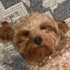 Minnie Mae - Goldendoodle