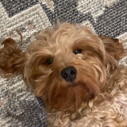 Minnie Mae - Goldendoodle