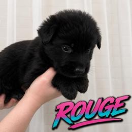 Rogue - Black female German Shepherd puppy in Quartz Hill, California from Von Gonzalez Kennel