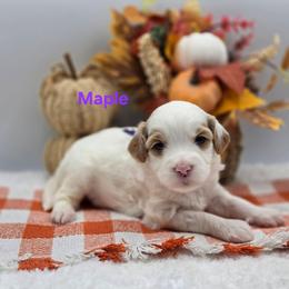 Maple - Parti female Goldendoodle puppy in Summerville, South Carolina from Channys Doodles